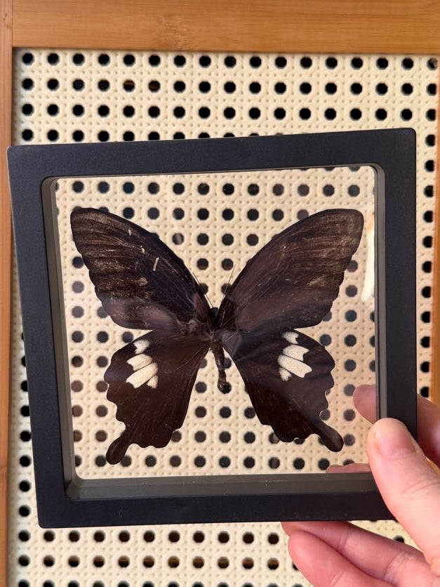 5x5 framed butterfly