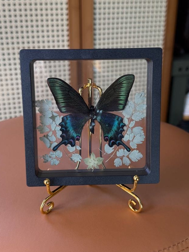 4x4 framed butterfly & botanical