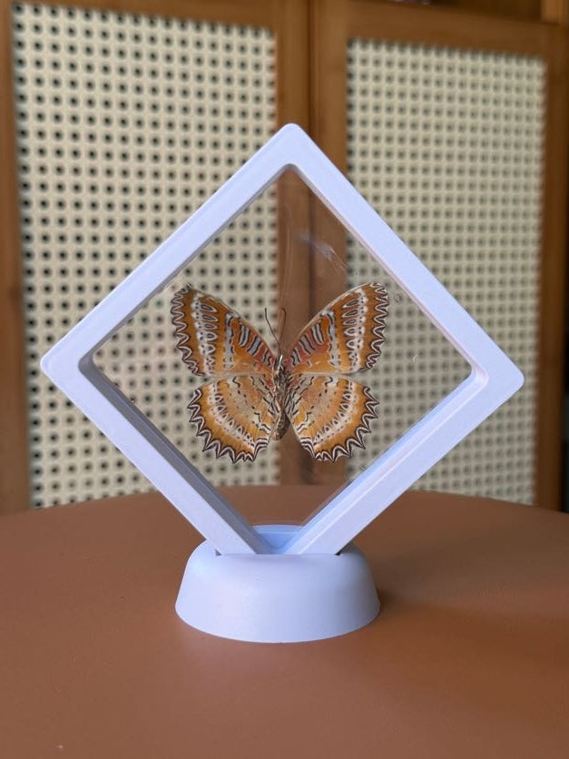 3x3 white framed butterfly & botanical