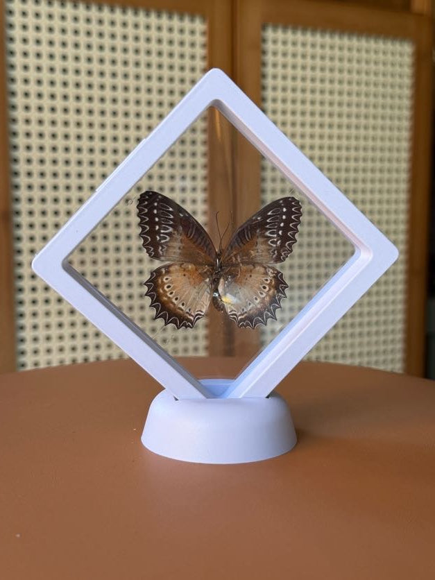 3x3 white framed butterfly & botanical