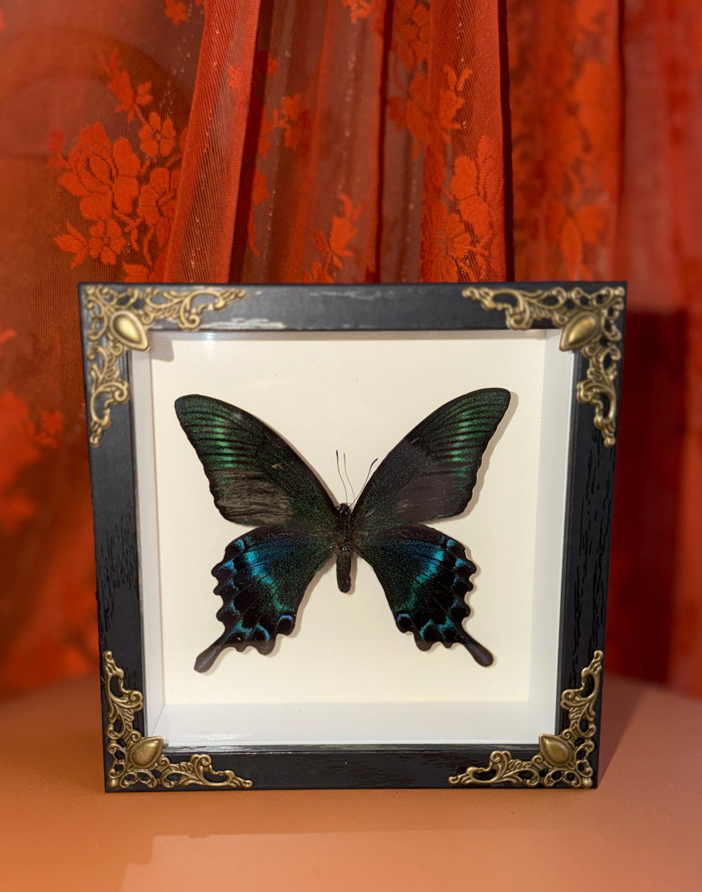5x5 shadow box framed large butterfly