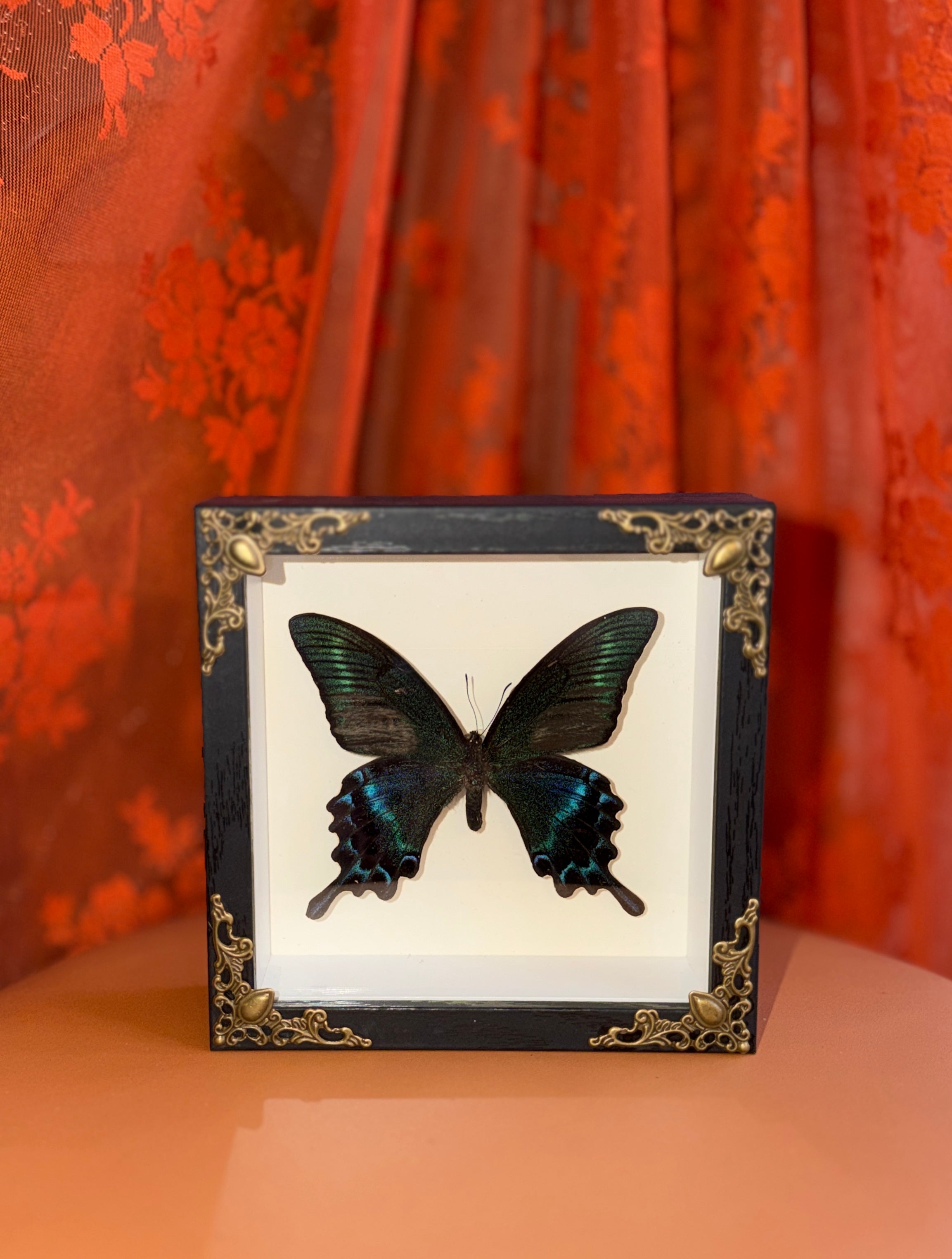 5x5 shadow box framed large butterfly