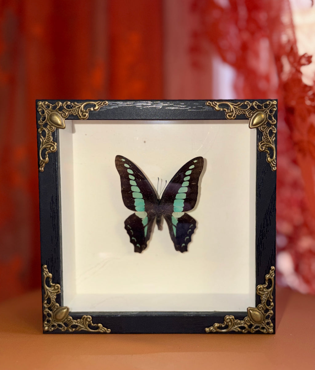 5x5 shadow box framed butterfly