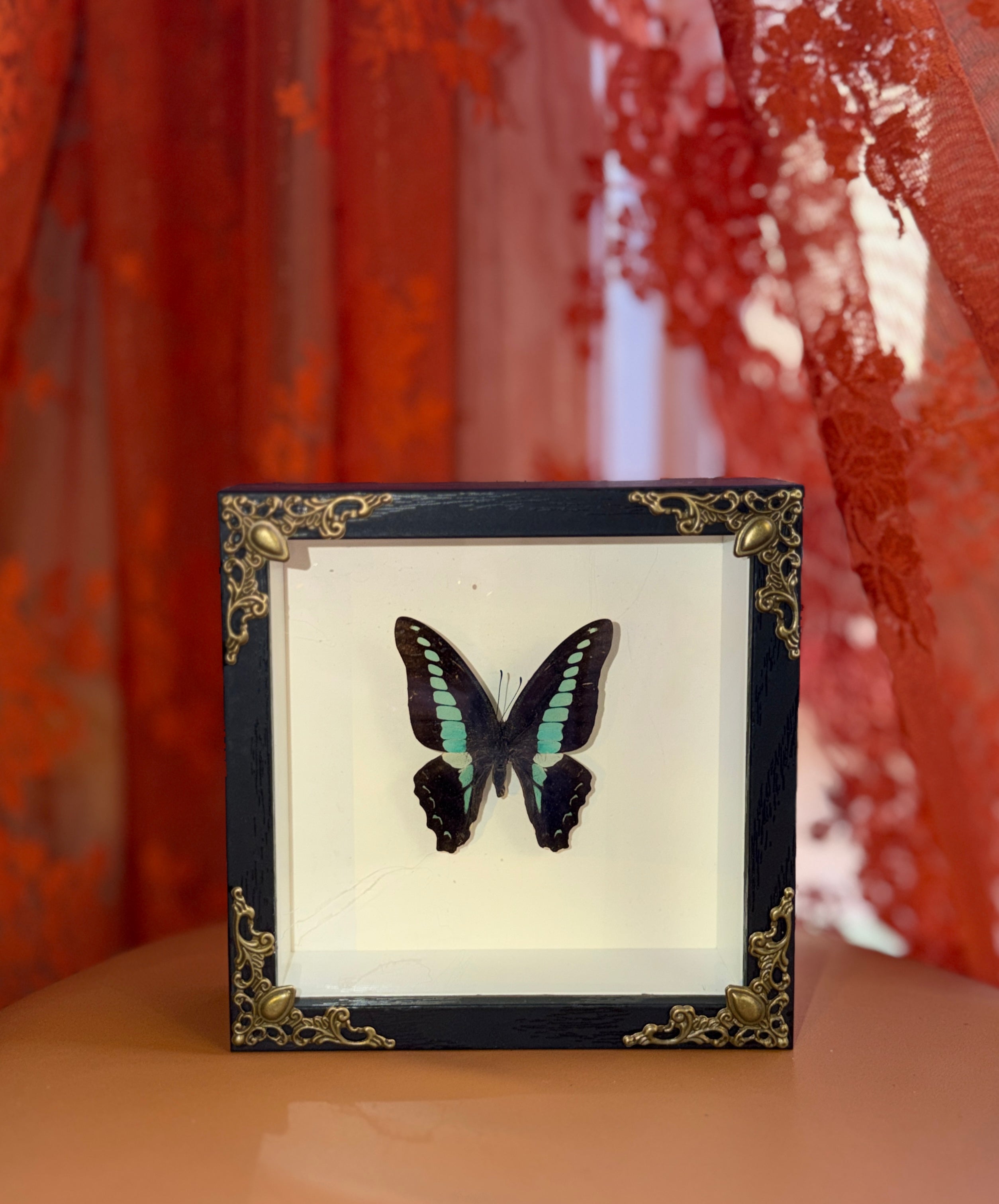 5x5 shadow box framed butterfly