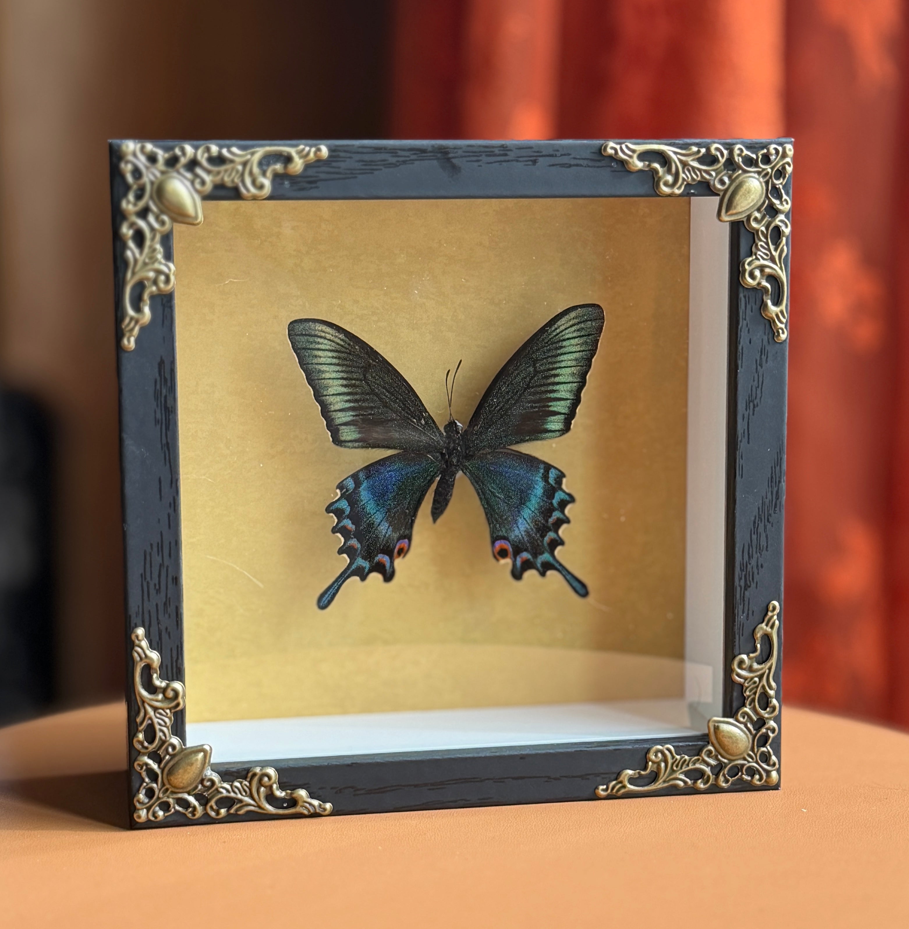 5x5 shadow box framed butterfly