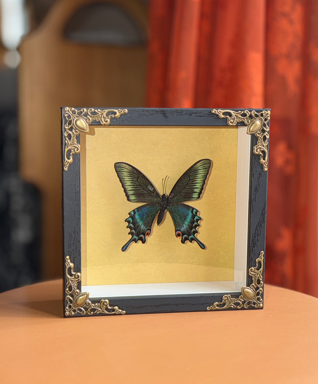 5x5 shadow box framed butterfly
