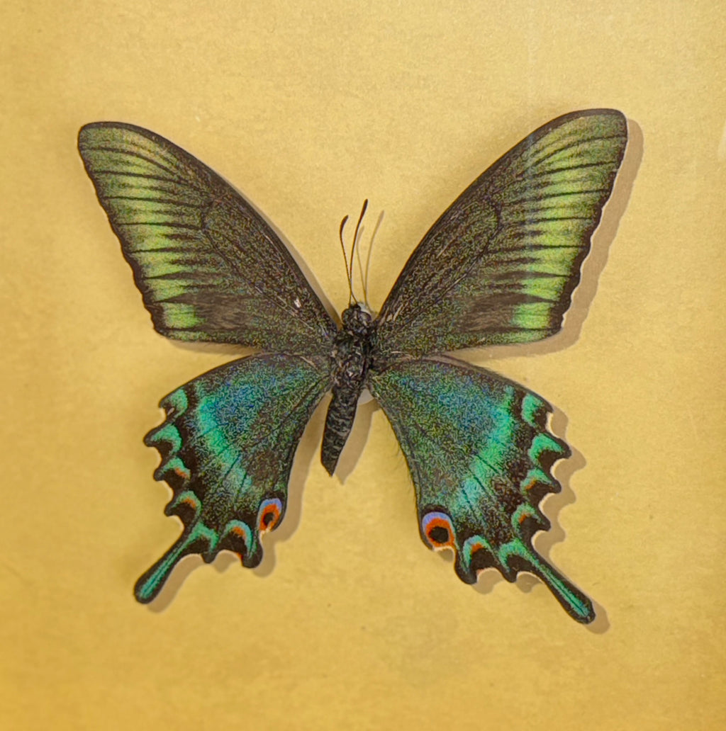 5x5 shadow box framed butterfly