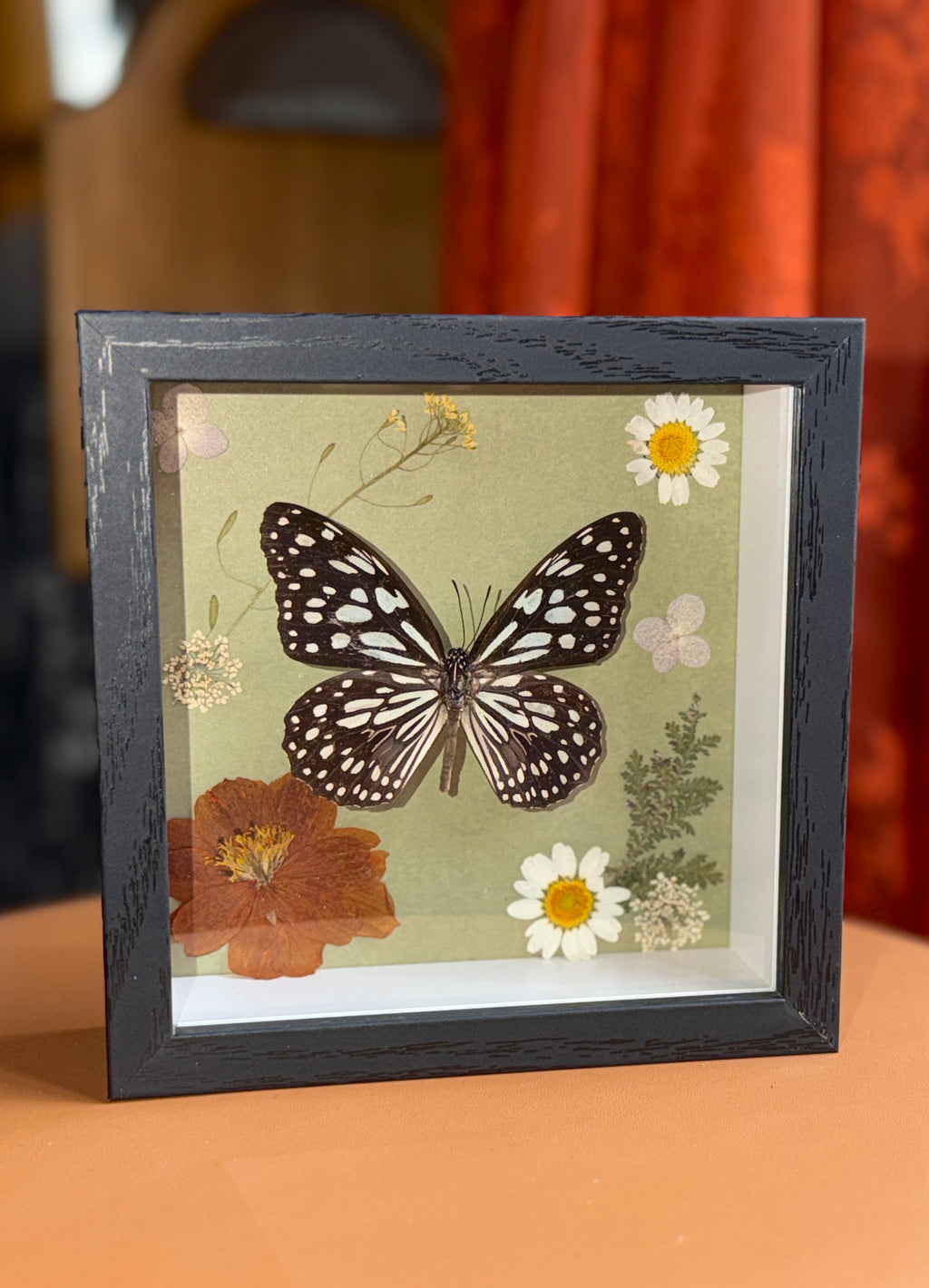 5x5 shadow box framed butterfly w/ floral