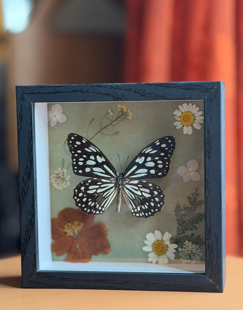 5x5 shadow box framed butterfly w/ floral