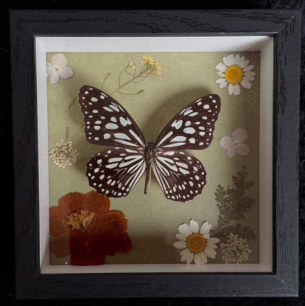 5x5 shadow box framed butterfly w/ floral