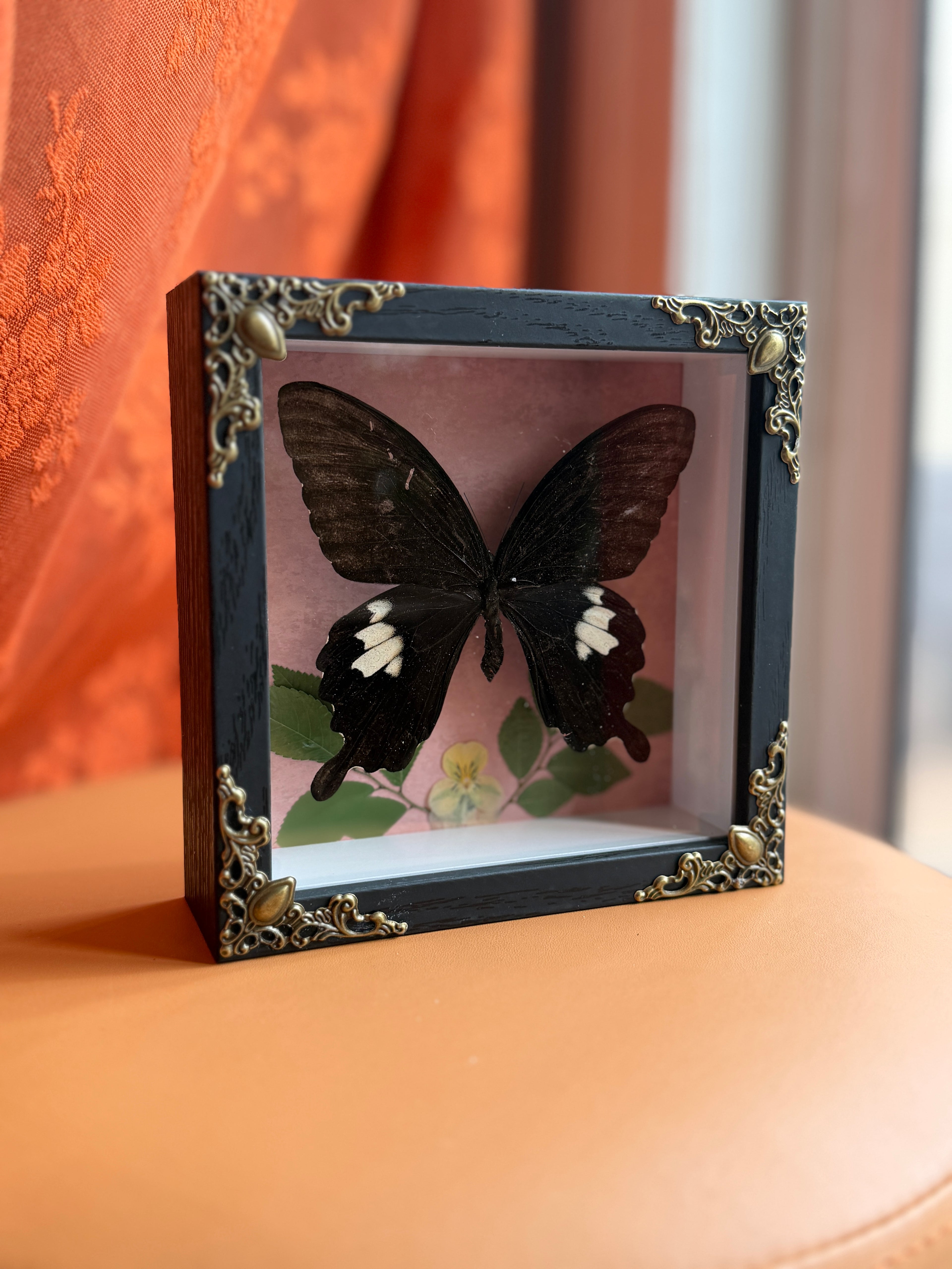5x5 shadow box framed large butterfly w/ floral