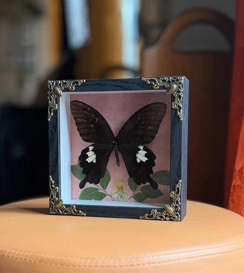 5x5 shadow box framed large butterfly w/ floral