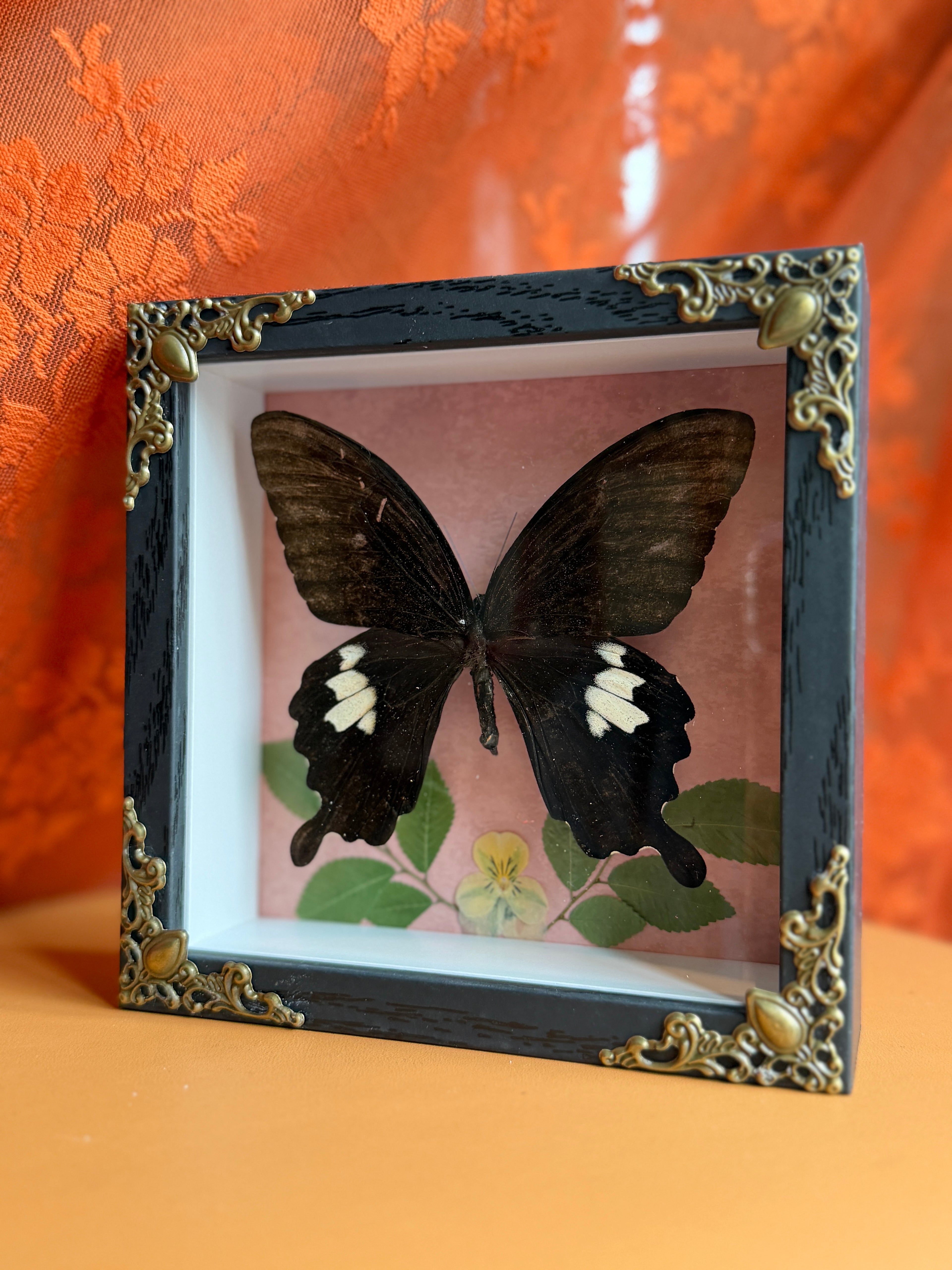 5x5 shadow box framed large butterfly w/ floral