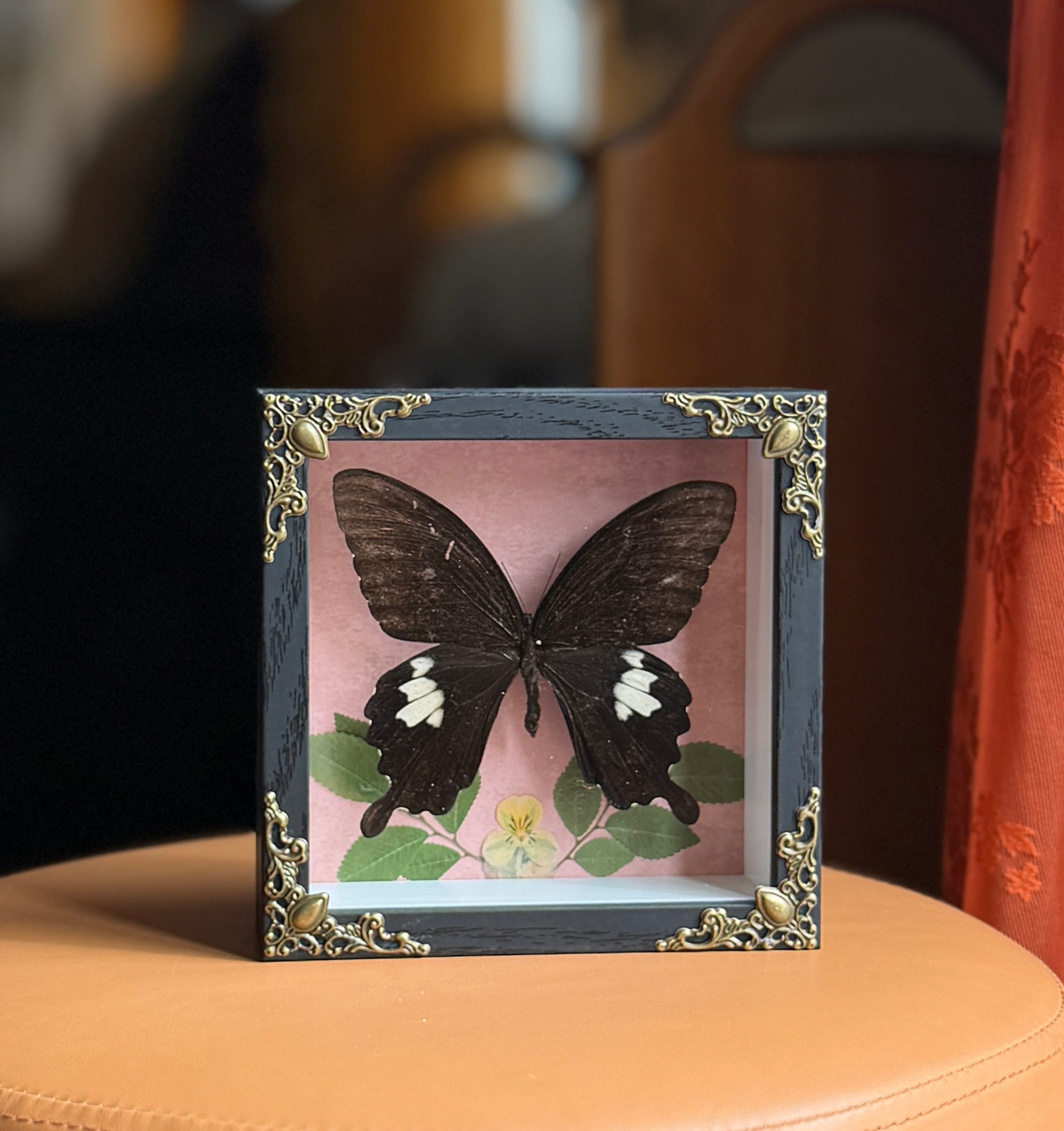 5x5 shadow box framed large butterfly w/ floral