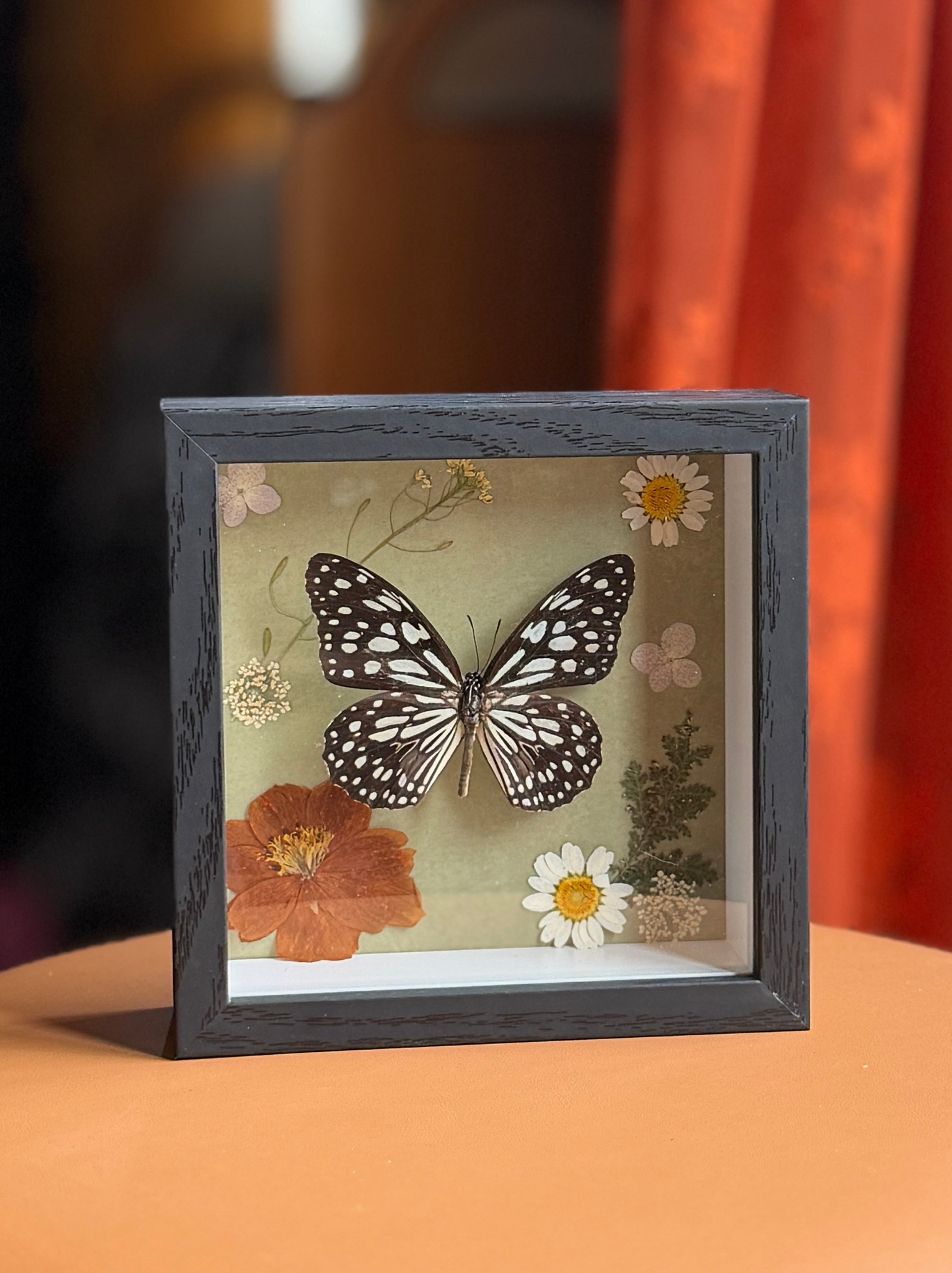 5x5 shadow box framed butterfly w/ floral