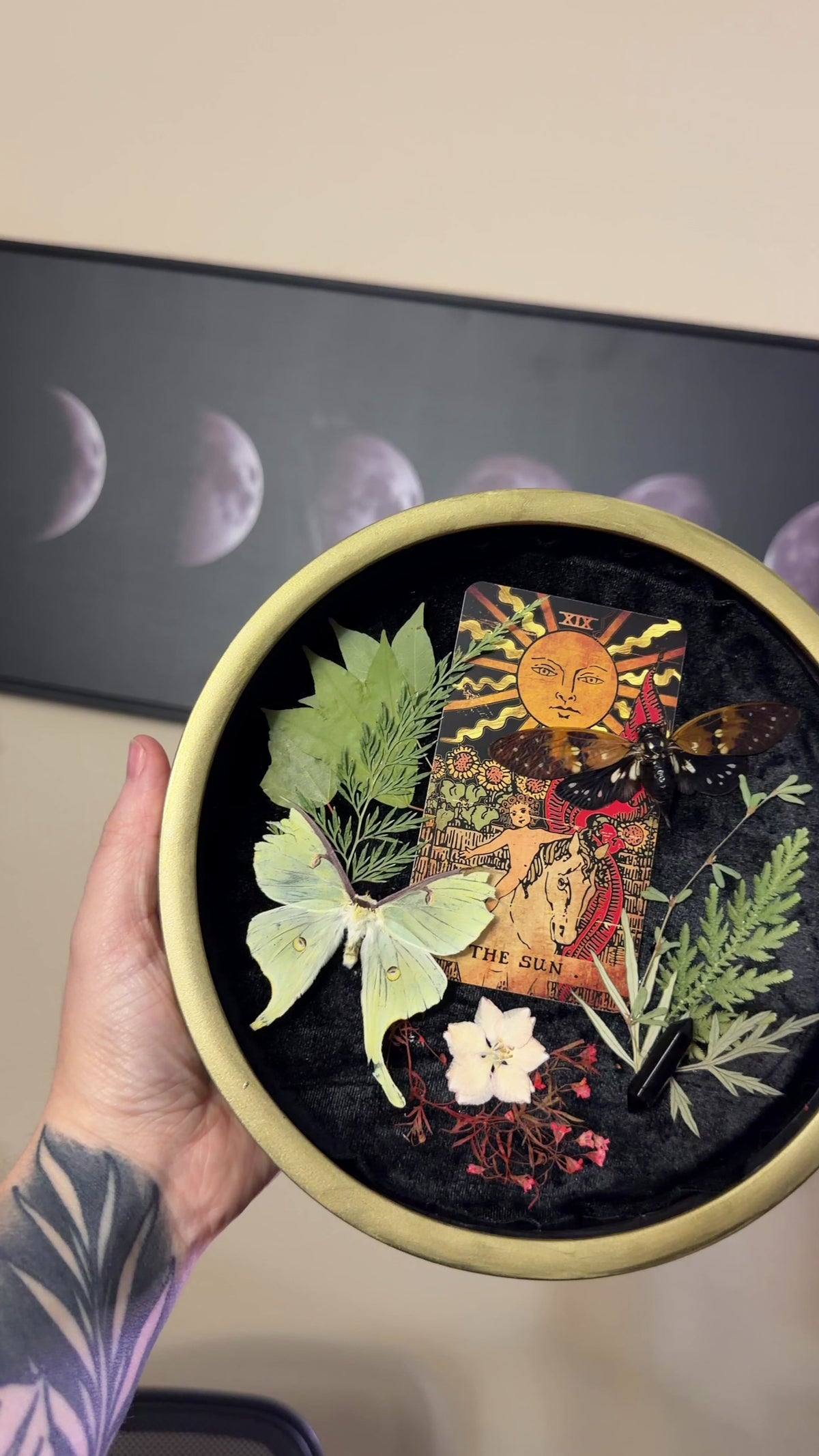 luna moth & cicada tarot