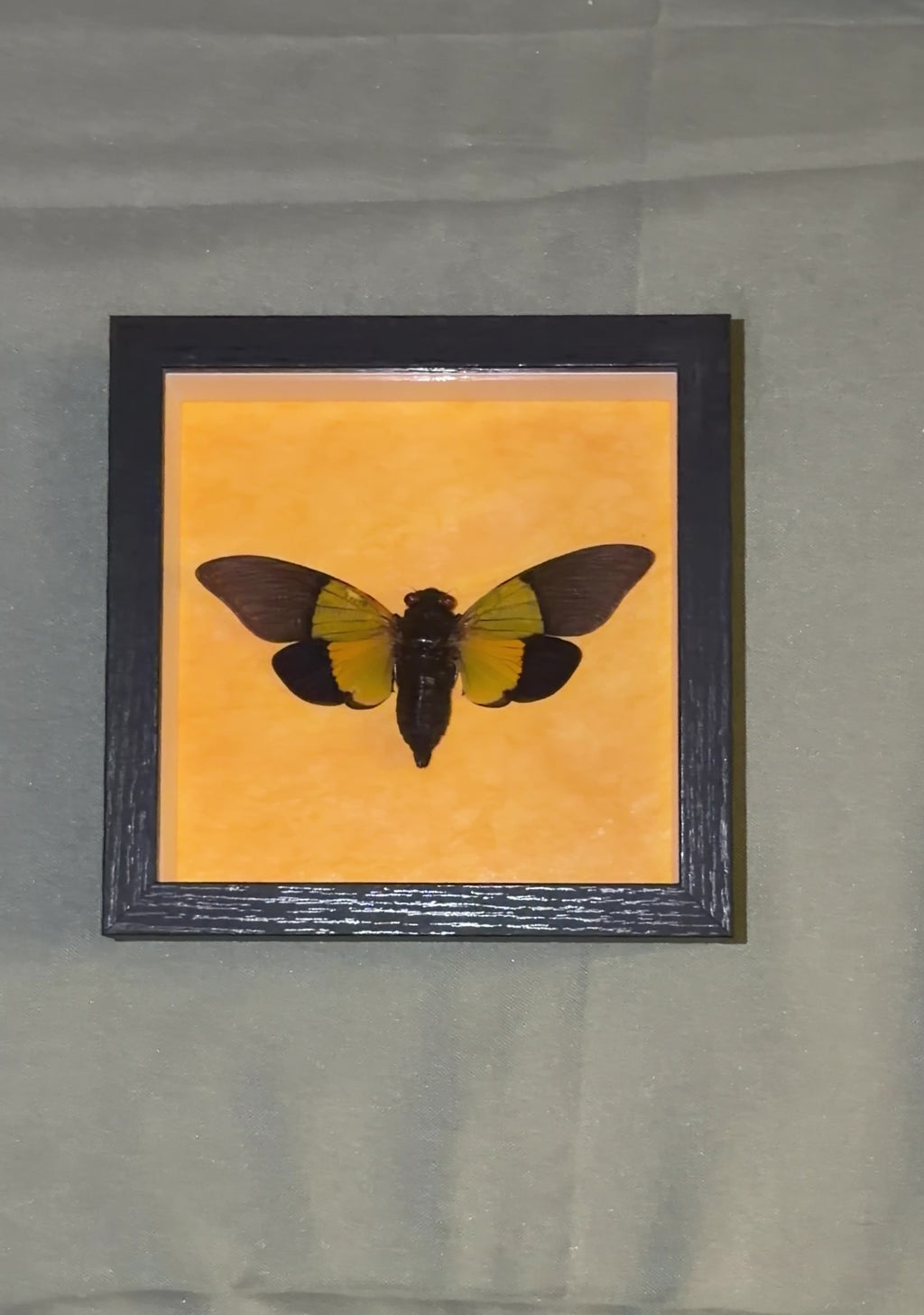 5x5 framed green cicada