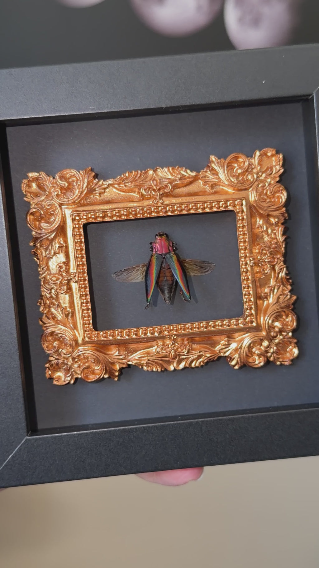 metallic rainbow jewel beetle 6x6