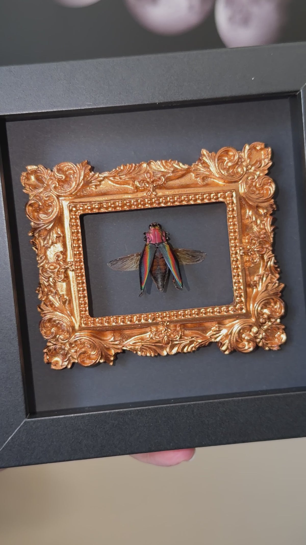 metallic rainbow jewel beetle 6x6