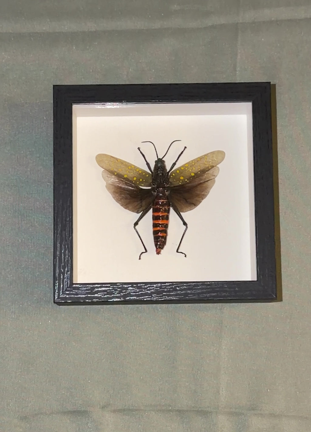 5x5 framed yellow spotted grasshopper