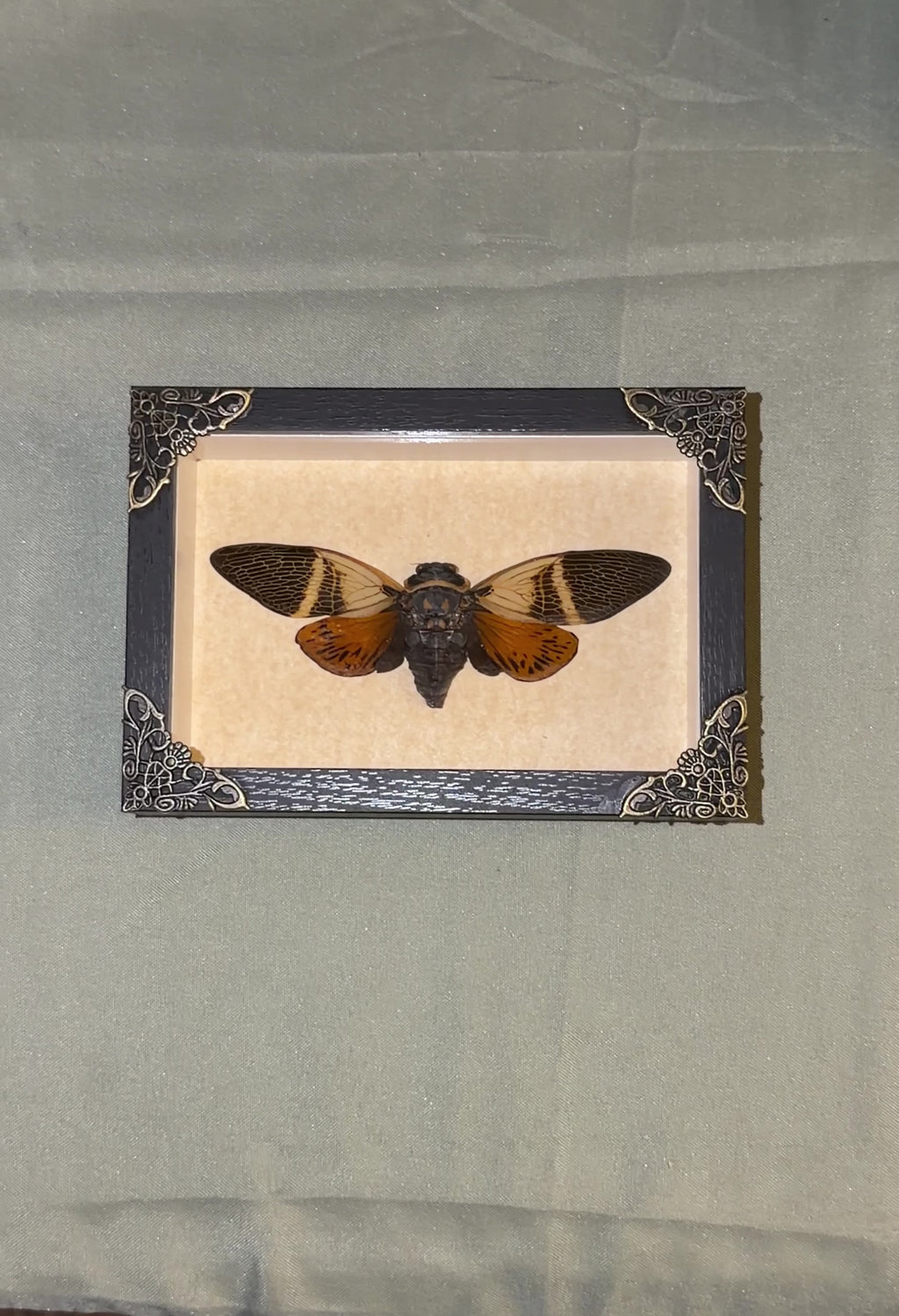 large framed cicada