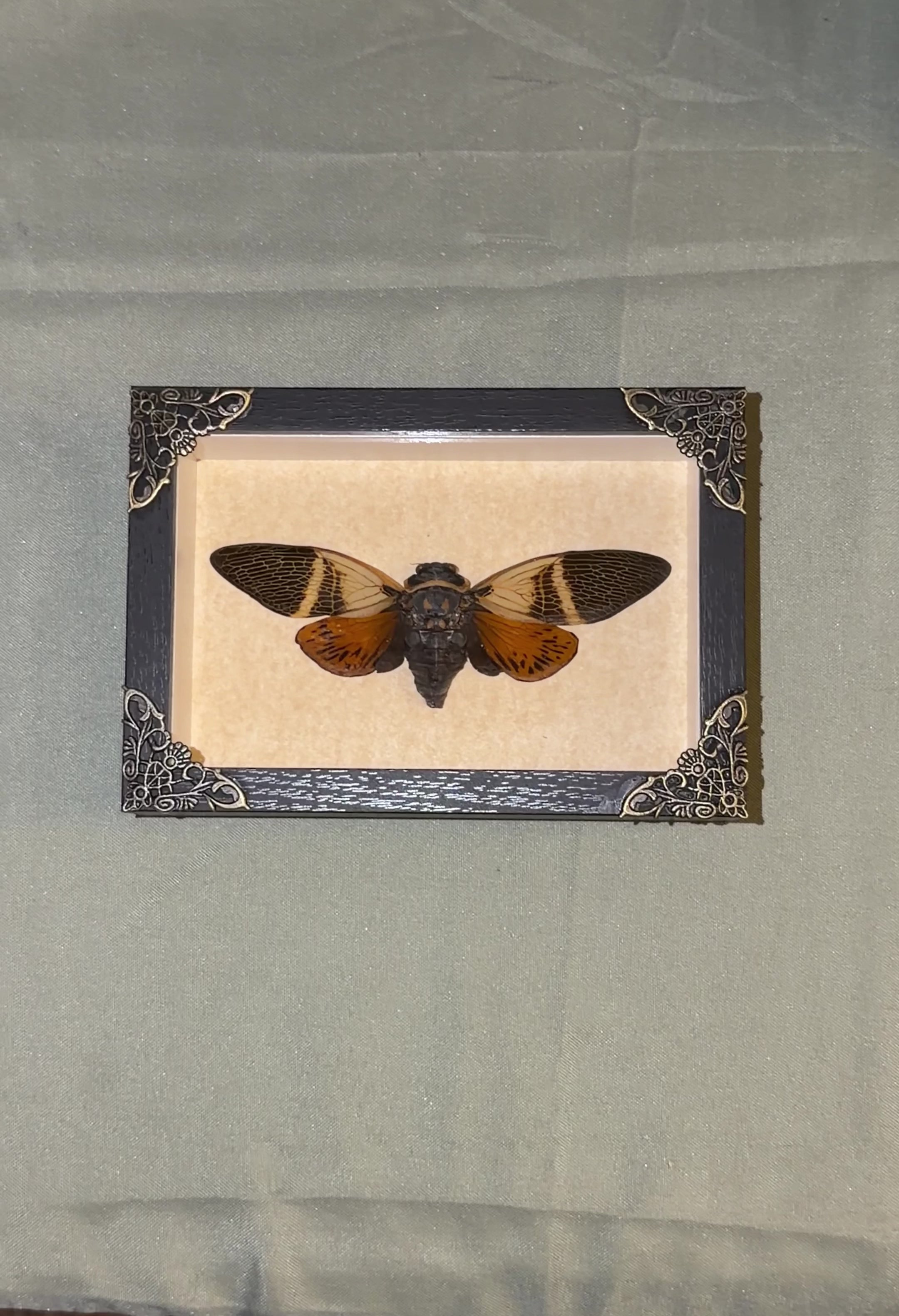 large framed cicada