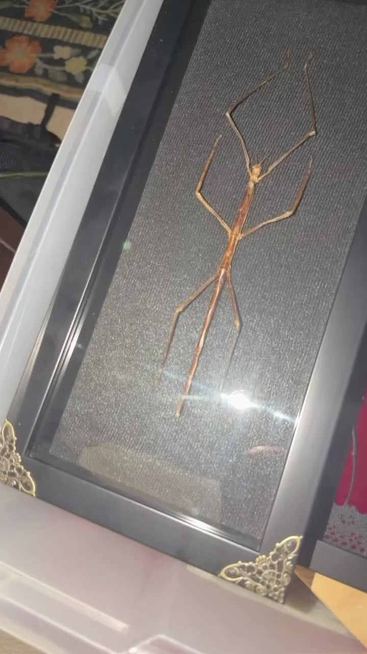 giant walking stick 6x14