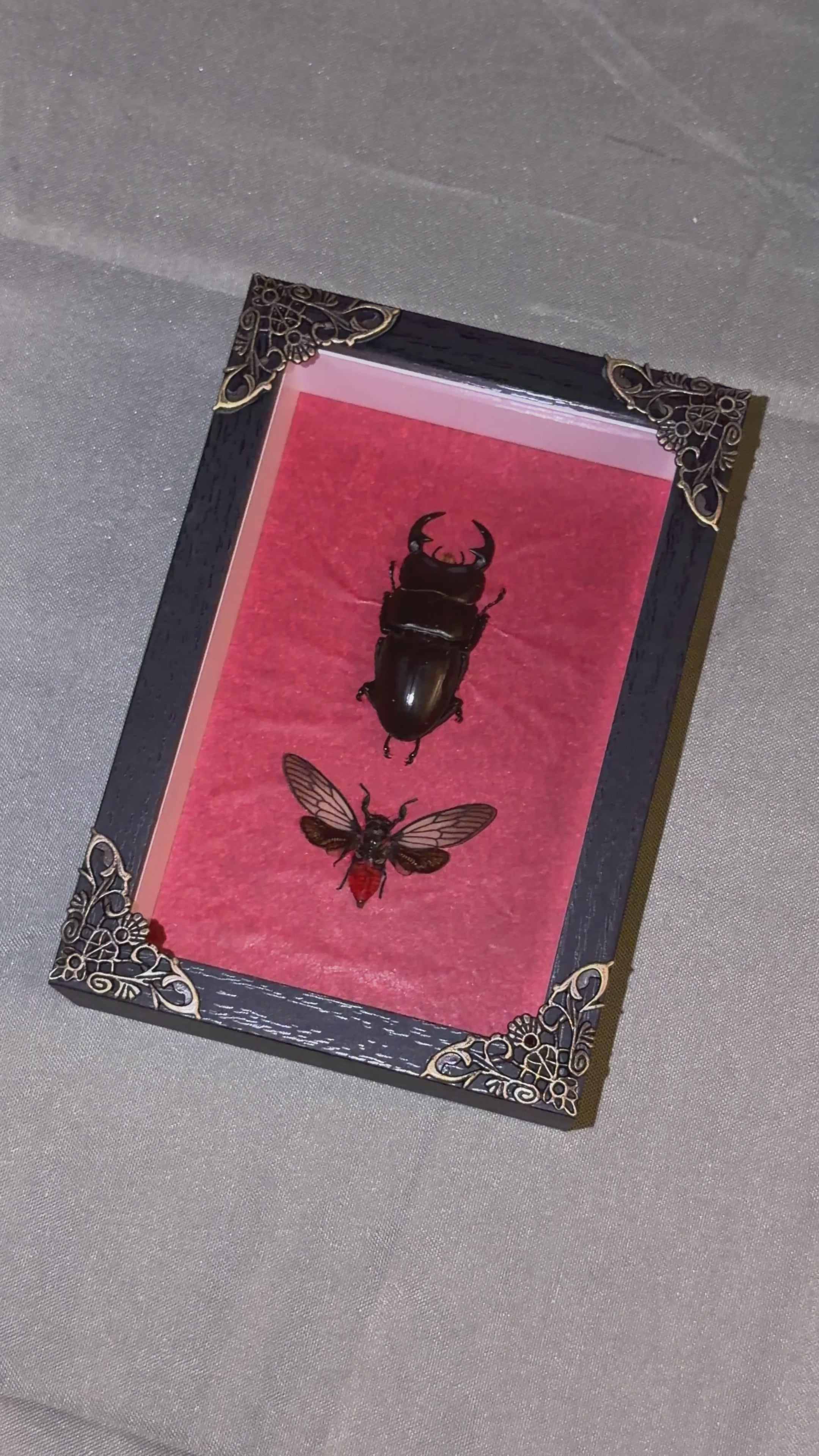 stag beetle & red devil cicada