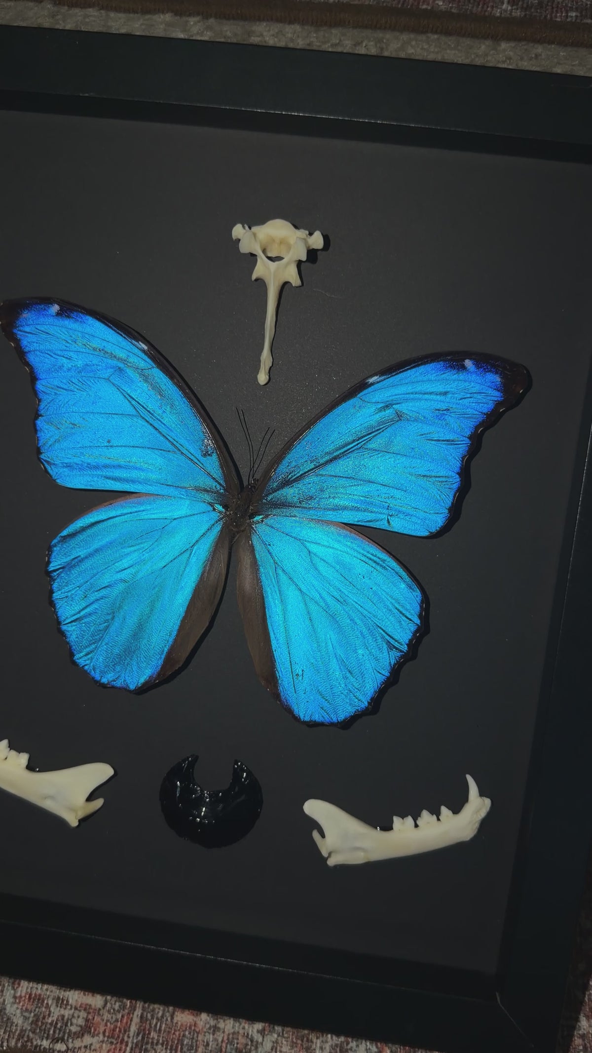 blue morpho & bobcat jaw
