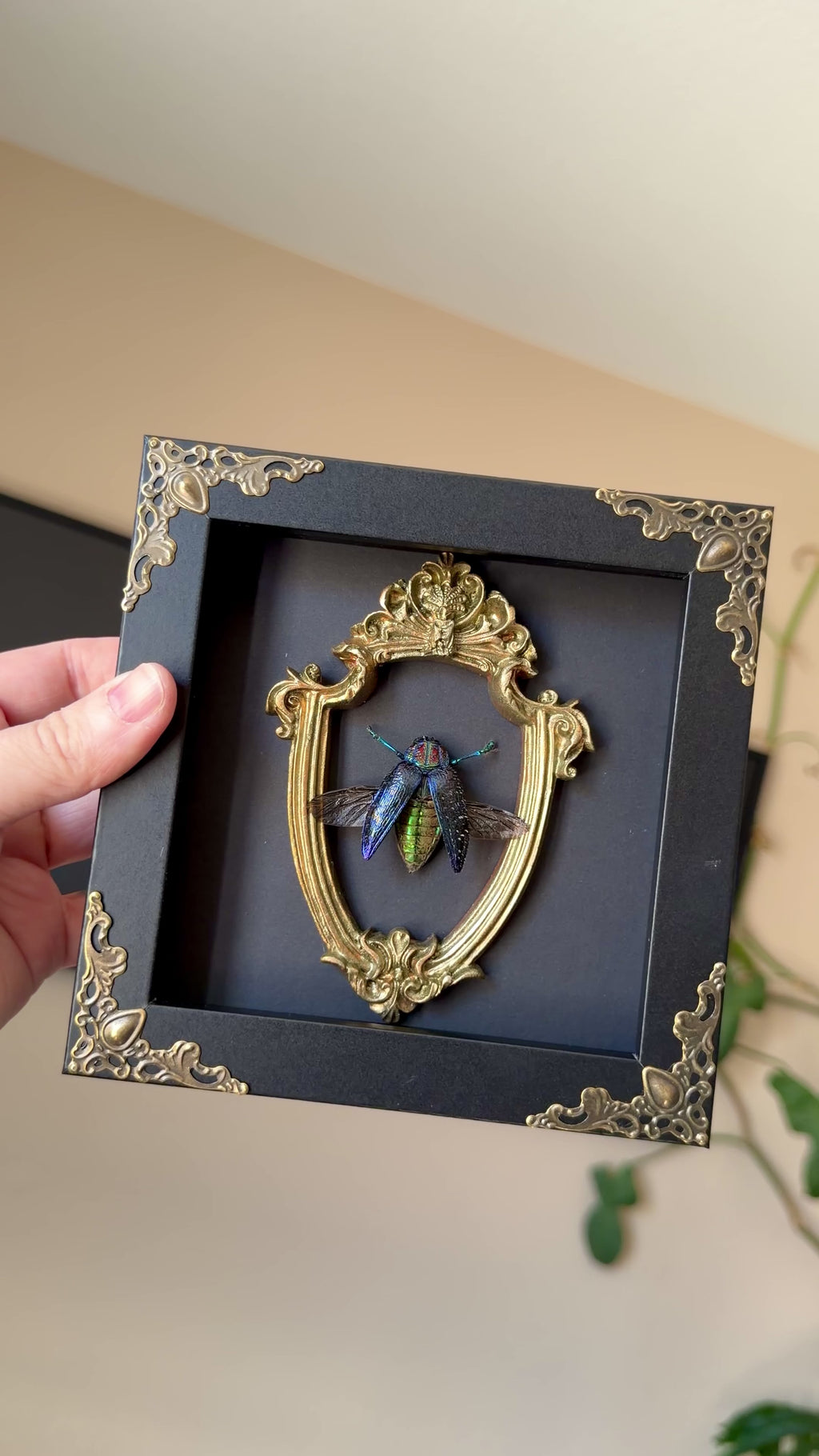blue rainbow beetle 6x6