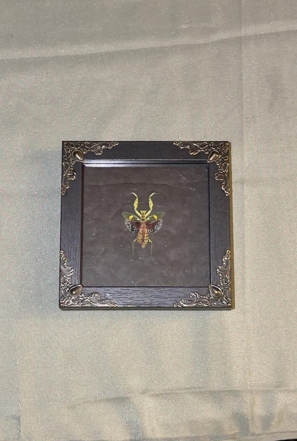 4x4 jewel mantis