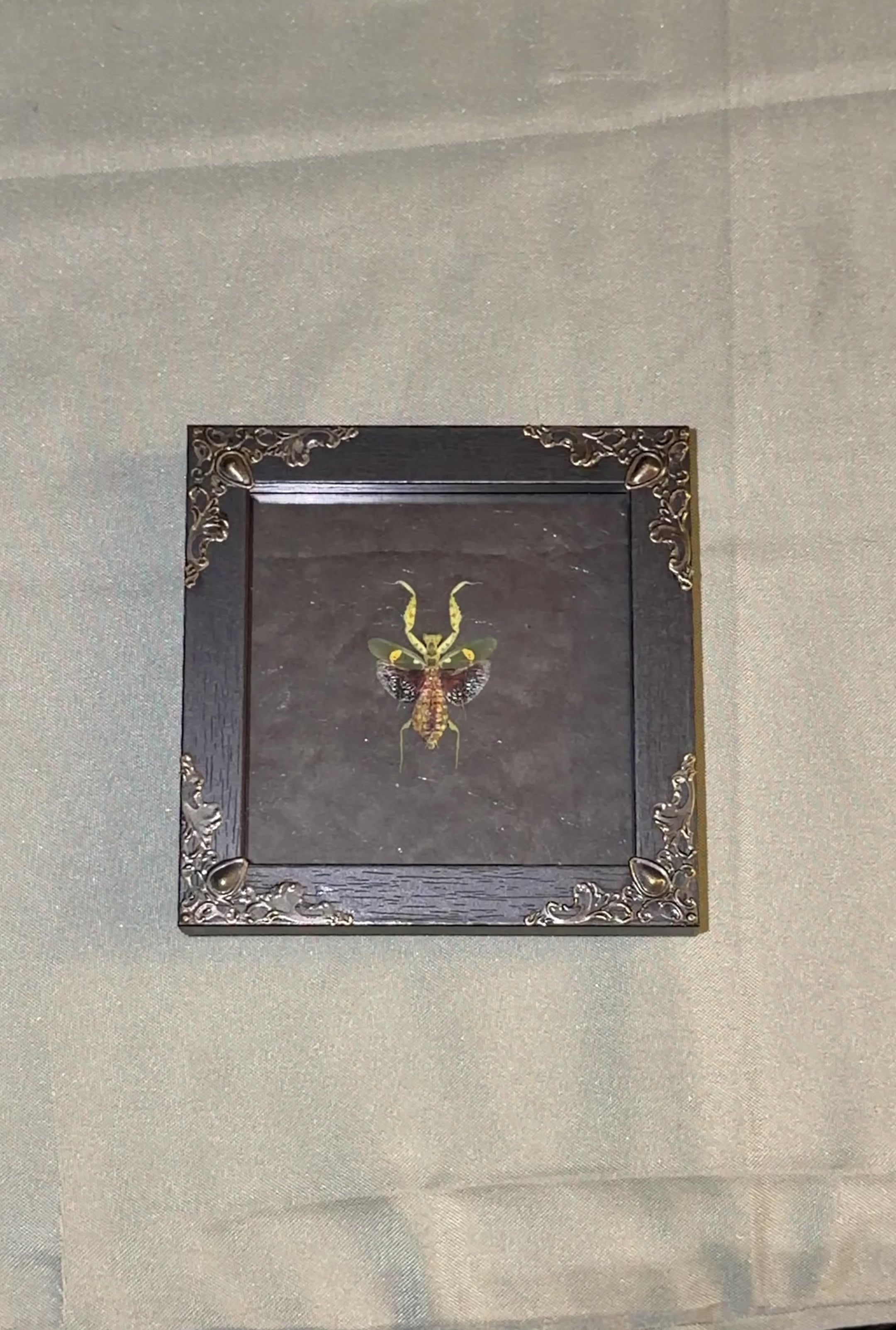 4x4 jewel mantis
